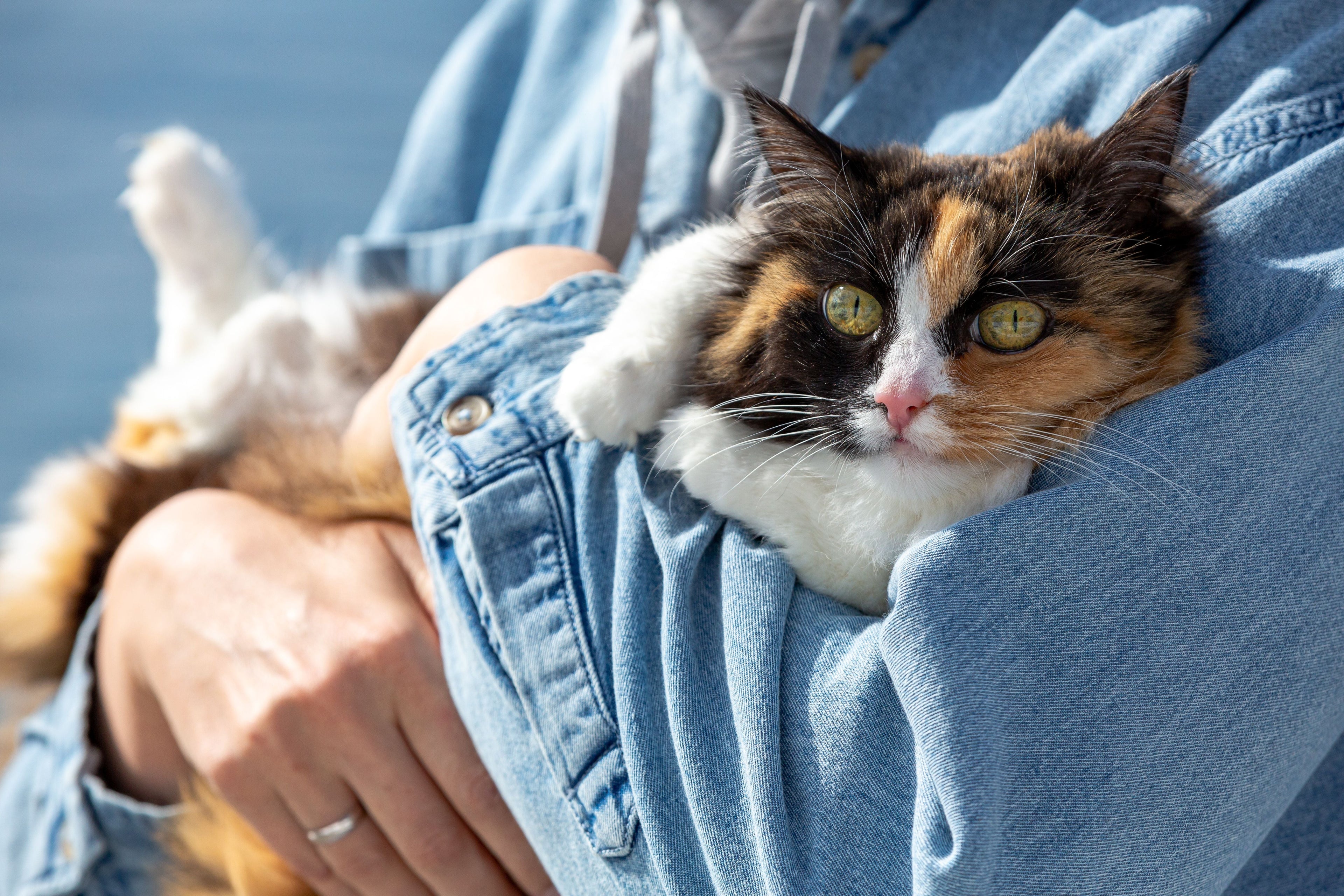 For the Cat Mum & Dad 💝
