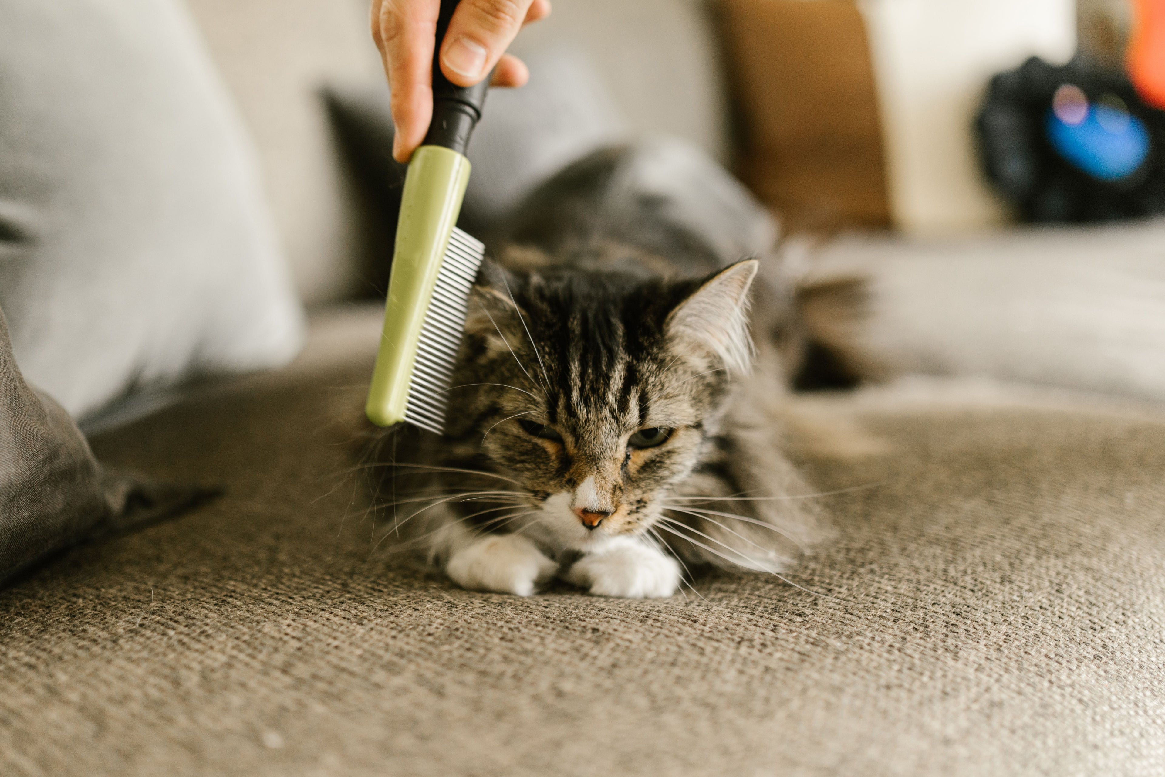 Fresh Felines 🧼