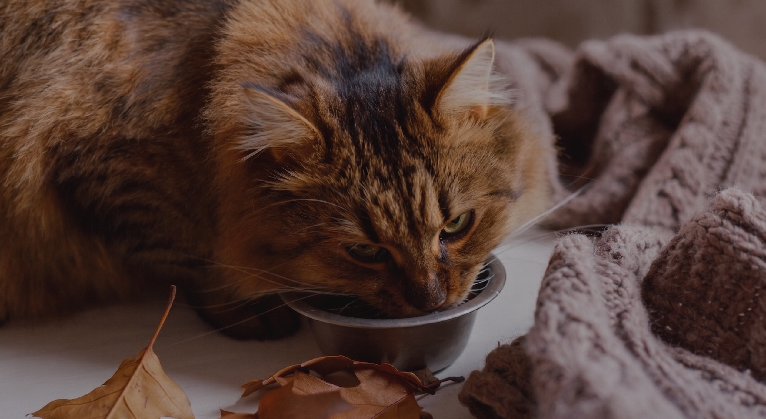 Purr-fect Dining 🥣